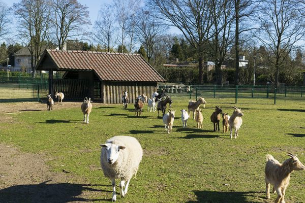 Dieren lopen naar camera toe