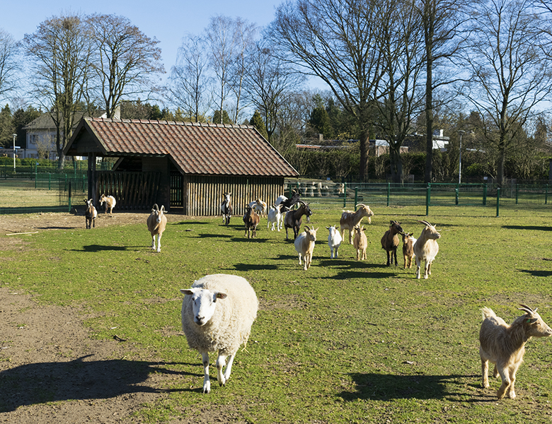 Schapen op De Kleine Meer