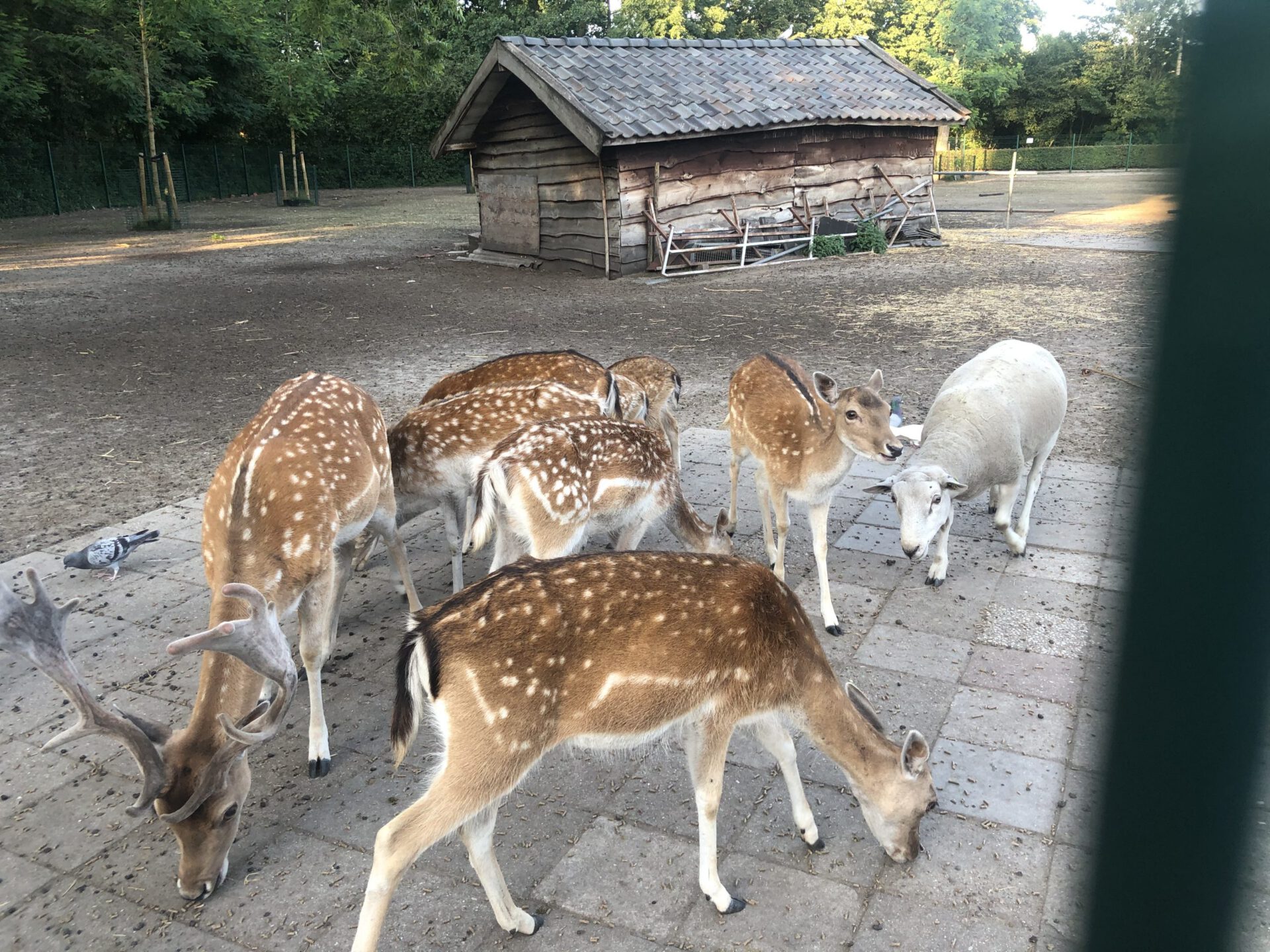 Hert, reeën en schaap