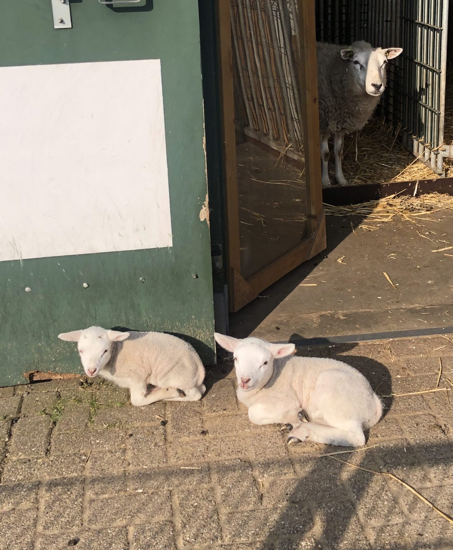 Schaap met lammetjes